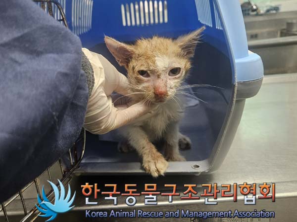 한국동물구조관리협회_441559202400792